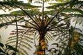 Wild Giant Fern on the hill ofÃÂ Nakhon Si Thammarat, Thailand